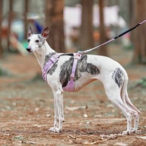 07bc50ab 4fc4 46fa 9002 c9ba4bb83d91.jpg